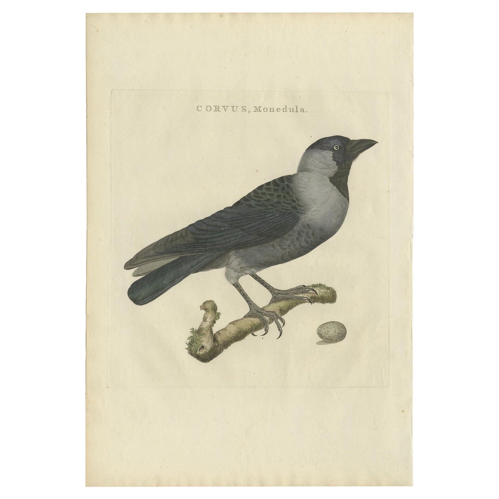Western Jackdaw Print, Corvus Monedula by Nozeman and Sepp, 1797