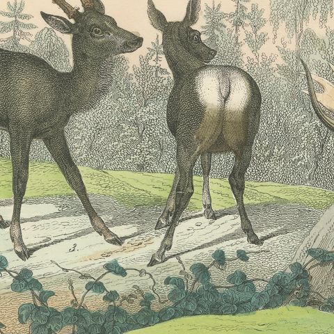Antique Deer Print with Elk, Reindeer and Red Deer Stag, Kolb, circa 1890, close-up 5