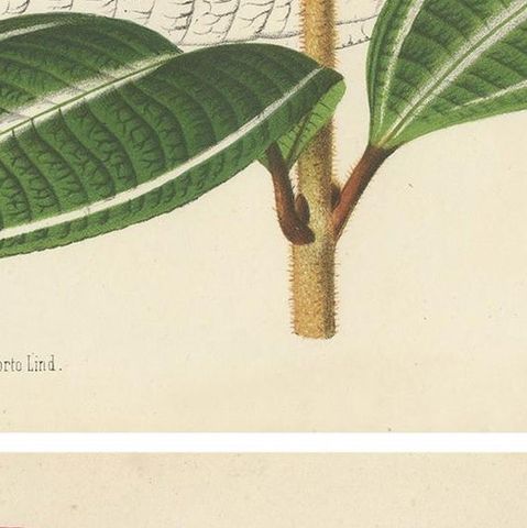 Set of 2 Antique Botany Prints, Miconia, Calathea '1873', close-up 2