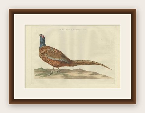 Antique Bird Print of the Common Pheasant 'Male' by Sepp & Nozeman, 1789, shown framed
