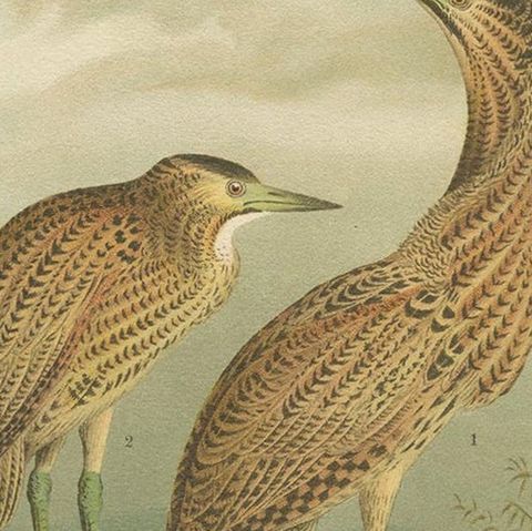 Antique Bird Print of the Eurasian Bittern by Naumann, circa 1895, close-up 2