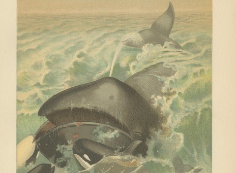 Greenland Whale, Antique Marine Chromolithograph, Royal Natural History, 1894, close-up 4