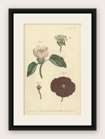 Antique Botanical Engraving of Apple Blossom and Mallow - 1803 Floral Print, shown framed