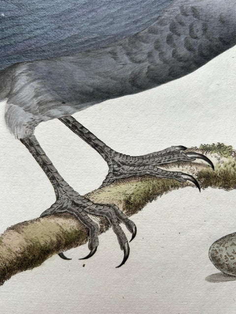 Western Jackdaw Print, Corvus Monedula by Nozeman and Sepp, 1797, view 6