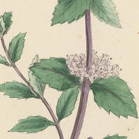 Antique Botany Print 'Tall Red Mint' by J. Sowerby, circa 1860, close-up 2