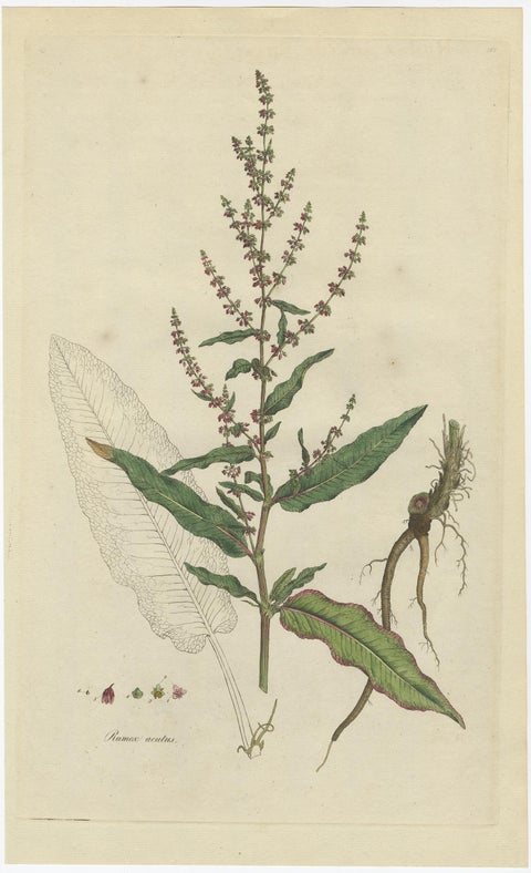 Antique Print of a the Plant Named The Rumex Acutus or Sharp-Pointed Dock, c1800, view 2