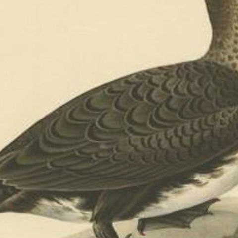 Antique Bird Print of a Young Great Cormorant by Von Wright, 1929, close-up 1