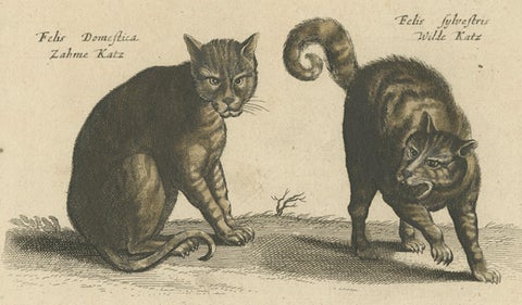 Wildcat and Domestic Cat, Original Antique 1660 Copper Engraving, close-up 1