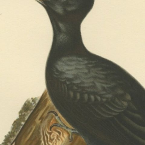 Antique Bird Print of the Male Black Woodpecker by Von Wright, 1927, close-up 2
