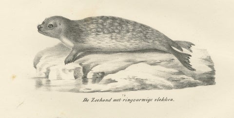 19th-Century Lithograph of Seals and Elephant Seals in Arctic and Marine Habitat, close-up 5