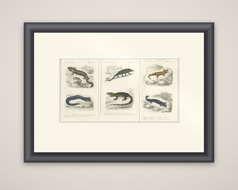 Set of 3 Antique Prints of a Chameleon and Other Reptiles, shown framed