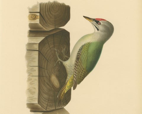 Grey-Headed Woodpecker on Timber Post, Swedish Bird Print, 1929, close-up 2