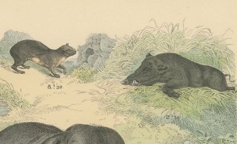 Large Mammals Print: Elephant, Rhino, Hippo & Tapir, Antique 1867, close-up 6