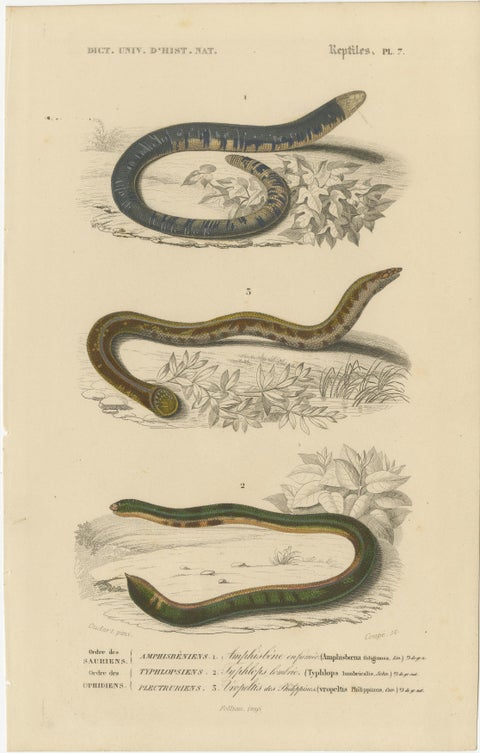 Snake Print of Worm Snake, Philippine Uropeltis and Amphisbaena, c.1850, view 2