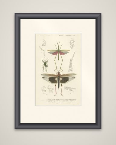 Antique Print of Various Insects Including a Grasshopper, shown framed