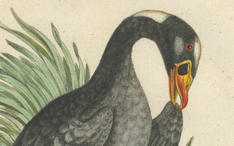 Engraving of the Large Black Duck from Hudson's Bay by Johann Seligmann, ca.1770, close-up 4
