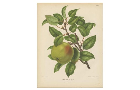 Antique Print of the Harvey Apple by G. Severeyns, 1876, view 4