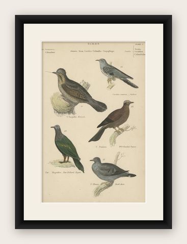 Old Hand-Colored Prints of A Wryneck, Cuckoo, Pigeons and a Stock Dove, ca.1860, shown framed