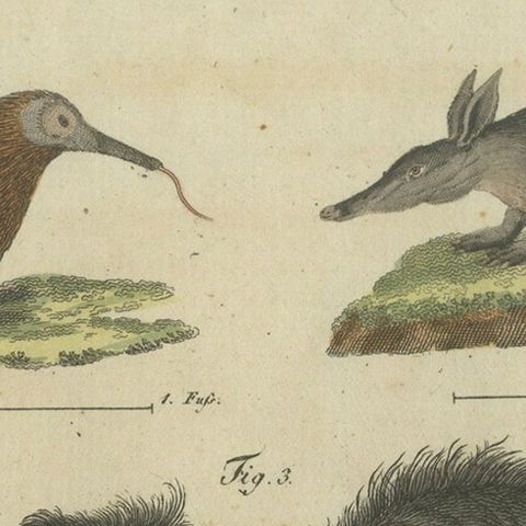 Intriguing 1805 Hand-Colored Engraving of Unique Mammals and Skeleton, close-up 5