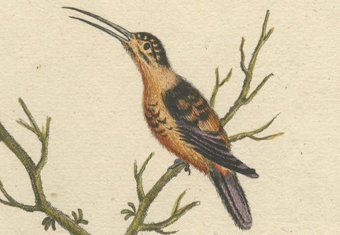 Large Red and Small Brown Hummingbirds Engraving by J.M. Seligmann, 18th Century, close-up 4