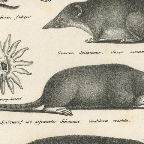 Antique Print of Various Mice and Other Rodents by Schinz, 'C.1830', close-up 2