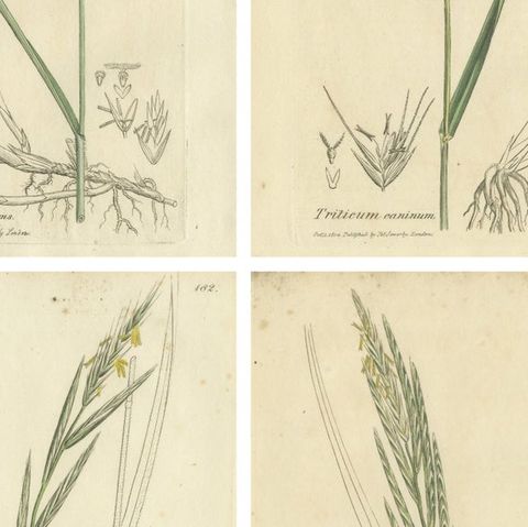 Set of 8 Antique Botanical Engravings of Wheat, Barley and Ryegrasses, c.1830, close-up 2