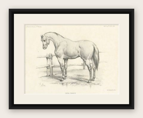 Original Antique Print of a Navarrin Horse, an Extinct Breed from France, shown framed