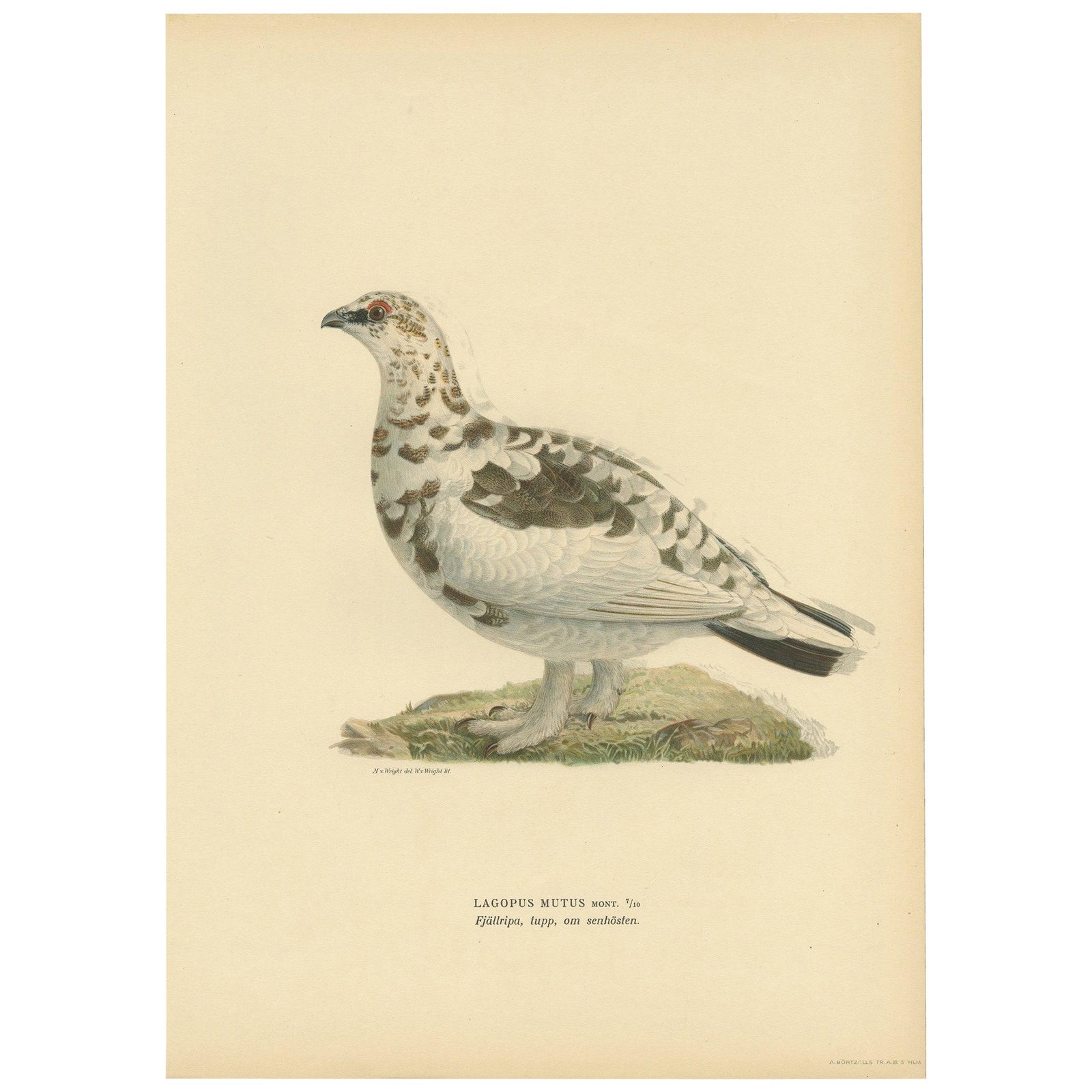 Antique Bird Print of the Rock Ptarmigan by Von Wright '1917'