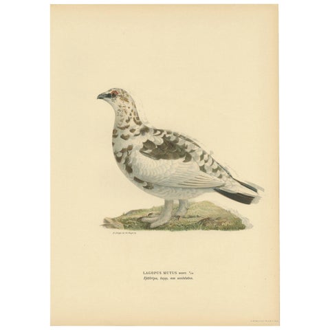 Antique Bird Print of the Rock Ptarmigan by Von Wright '1917'