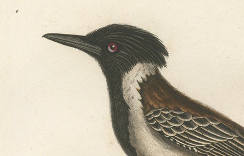 1807 Eastern Kingbird Illustration - 'Le Tyran à huppe noire' Handcolored Print, close-up 1
