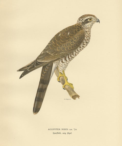 Antique Bird Print of the Eurasian Sparrowhawk by Von Wright '1929', view 3