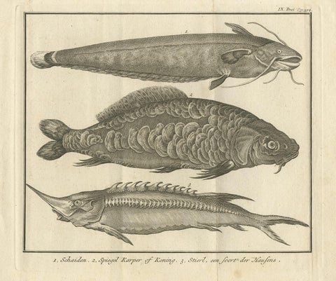 Antique Print of a Catfish and other Fish Species by Salmon, 1737, view 4