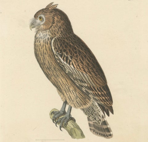 19th Century Ornithological Illustration of the Leschenault's Owl, 1838, close-up 3