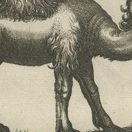 Original Antique Engraving of a Camel and Dromedary, 1657, close-up 2