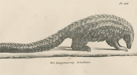 Antique Armadillo, Pangolin & Anteater Lithographs, Brodtmann c.1830, close-up 4