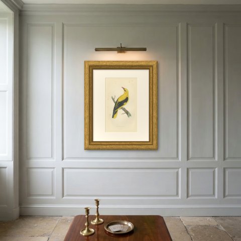 Golden Oriole Looking Upward, Antique Hand Colored Print, Morris, 1896, shown framed on a wall