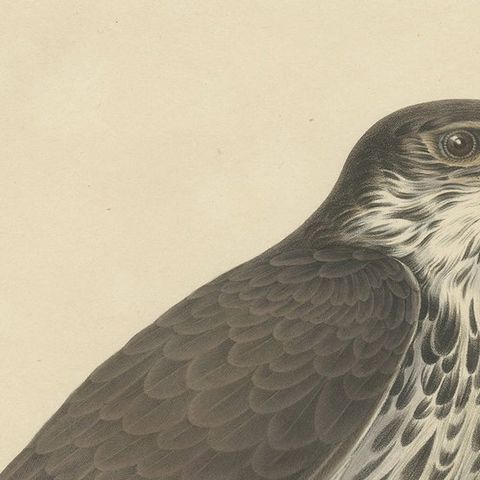 Antique Bird Print of the African Hawk-Eagle, C.1850, close-up 1