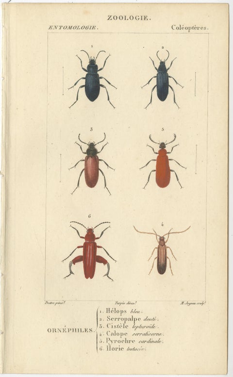 Set of 9 Antique Prints of Various Insects by Turpin, 1816, view 3