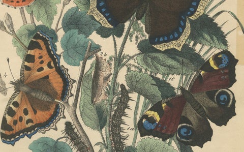Lithograph of European Butterflies, Admirals, Tortoiseshells and Peacocks, 1863, close-up 1