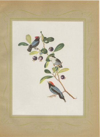 Manakins, Brazilian Bird Print, Descourtilz, 1944, view 2