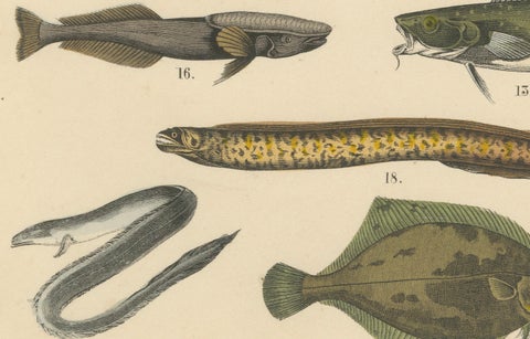 Freshwater Fish Print: Pike, Catfish, Eel, Trout, Antique 1867, close-up 3