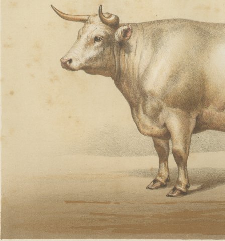 Charolais Ox, French Cattle Breed, Antique Chromolithograph by Borie, 1863, close-up 2