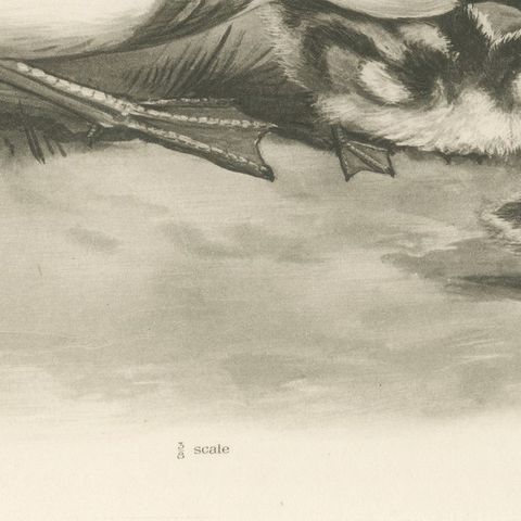 Shelduck and Ducklings, Antique Bird Print after Lilian Medland, circa 1909, close-up 3