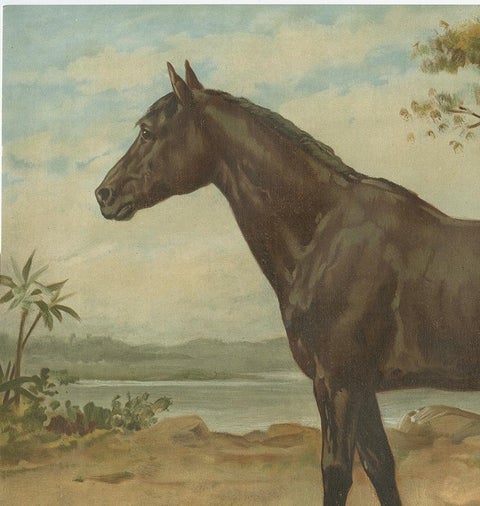 Original Antique Print of the Australian Horse by O. Eerelman, 1898, view 4