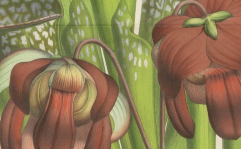 Drummond's Pitcher Plant: Hand-Colored Lithograph by Louis van Houtte, 1855, close-up 4