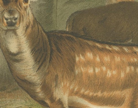 Fallow Deer, Antique European Wildlife Chromolithograph, 1894, view 3