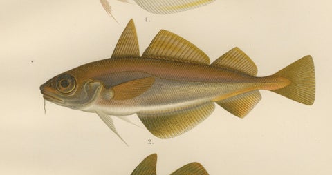 Whiting, Poor Cod, Pollack and Saithe - Captivating Fish Litho, 1895, close-up 3