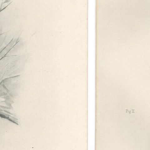 Adult Sparrowhawk and Chicks Antique Bird Prints, Set of Two, circa 1908, close-up 5