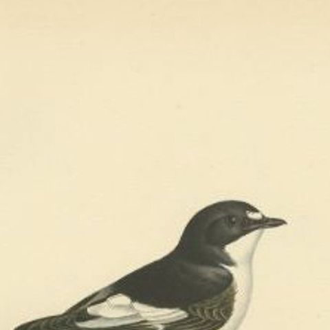 Antique Bird Print of the Pied Flycatcher, 1927, close-up 1