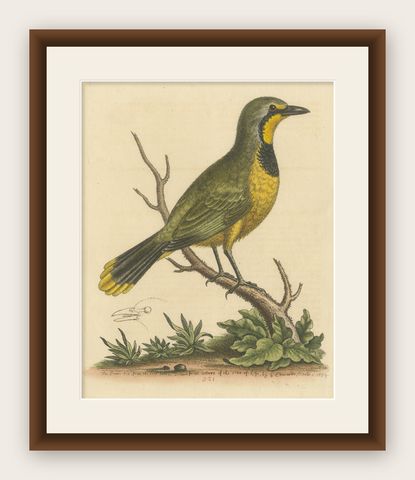 Antique Bird Print of a Green Pie from the East Indies, shown framed